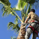 Business 2 image DELUXE TREE TRIMMING Window Supplier in San Diego CA