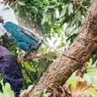 Business 3 image DELUXE TREE TRIMMING Window Supplier in San Diego CA