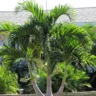 Business 4 image DELUXE TREE TRIMMING Window Supplier in San Diego CA