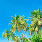 Business 5 image DELUXE TREE TRIMMING Window Supplier in San Diego CA