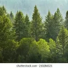 Business 8 image DELUXE TREE TRIMMING Window Supplier in San Diego CA