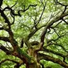 Business 10 image DELUXE TREE TRIMMING Window Supplier in San Diego CA