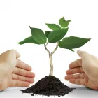Business 11 image DELUXE TREE TRIMMING Window Supplier in San Diego CA