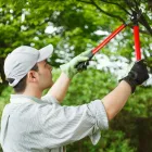 Business 16 image DELUXE TREE TRIMMING Window Supplier in San Diego CA
