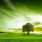 Business 21 image DELUXE TREE TRIMMING Window Supplier in San Diego CA