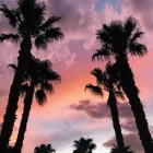 Business 22 image DELUXE TREE TRIMMING Window Supplier in San Diego CA