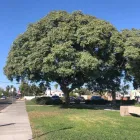 Business 23 image DELUXE TREE TRIMMING Window Supplier in San Diego CA