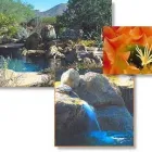 Business 4 image DESERT ENVIRONMENTS Lawn Care & Garden Maintenance in Scottsdale AZ