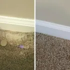 Business 41 image DIRT FREE CARPET Pet Odor Cleaning in Houston TX