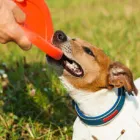 Business 5 image DOG BEHAVIORIST ORANGE COUNTY Pet Training in East Irvine CA