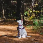 Business 2 image DOG BEHAVIORIST ORANGE COUNTY Pet Training in East Irvine CA