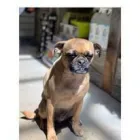 Business 1 image DOG DISH dog food sticks in Tulsa OK