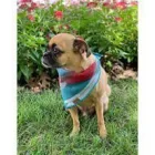 Business 4 image DOG DISH dog food sticks in Tulsa OK