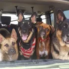 Business 1 image DOG TIRED SAN DIEGO Pet Taxi in San Diego CA