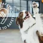 Business 2 image DOGTOPIA OF CANTON Dog Day Care in Baltimore MD