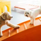 Business 3 image DOGTOPIA OF CANTON Dog Day Care in Baltimore MD