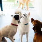 Business 4 image DOGTOPIA OF CANTON Dog Day Care in Baltimore MD