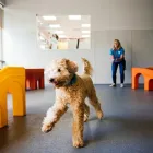 Business 5 image DOGTOPIA OF CANTON Dog Day Care in Baltimore MD