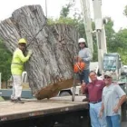 Business 4 image DOLEVA ELITE TREE Tree Trimming Service in Georgetown TX