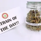 Business 4 image DREAMLUX DISPENSARY Cannabis Dispensaries in Oklahoma City OK