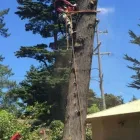 Business 3 image EAGLE TREE SERVICE in Oakland CA
