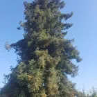 Business 4 image EAGLE TREE SERVICE in Oakland CA