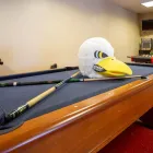 Business 12 image EAGLE VILLAGE STUDENT APARTMENTS Volleyball Courts in Evansville IN