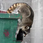 Business 4 image ELEMENT HOME RESTORATION Animal Exclusion in North Richland Hills TX