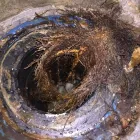Business 15 image ELITE ROOTER SAN DIEGO Sewer & Drain Cleaning in San Diego CA