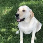 Business 1 image ELKHOUND RANCH KENNELS Dog Training in Kansas City MO