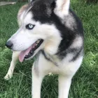 Business 2 image ELKHOUND RANCH KENNELS Dog Training in Kansas City MO