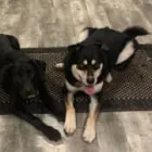 Business 3 image ELKHOUND RANCH KENNELS Dog Training in Kansas City MO