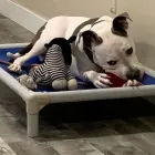 Business 4 image ELKHOUND RANCH KENNELS Dog Training in Kansas City MO