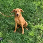 Business 5 image ELKHOUND RANCH KENNELS Dog Training in Kansas City MO