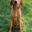 Business 6 image ELKHOUND RANCH KENNELS Dog Training in Kansas City MO