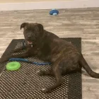 Business 7 image ELKHOUND RANCH KENNELS Dog Training in Kansas City MO