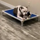 Business 8 image ELKHOUND RANCH KENNELS Dog Training in Kansas City MO