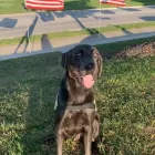 Business 9 image ELKHOUND RANCH KENNELS Dog Training in Kansas City MO