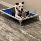 Business 10 image ELKHOUND RANCH KENNELS Dog Training in Kansas City MO