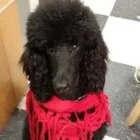 Business 2 image EMPIRE PETS SALON & BOUTIQUE Pet Grooming in Mission KS