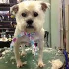 Business 4 image EMPIRE PETS SALON & BOUTIQUE Pet Grooming in Mission KS