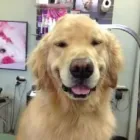 Business 5 image EMPIRE PETS SALON & BOUTIQUE Pet Grooming in Mission KS