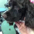 Business 6 image EMPIRE PETS SALON & BOUTIQUE Pet Grooming in Mission KS