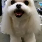 Business 7 image EMPIRE PETS SALON & BOUTIQUE Pet Grooming in Mission KS