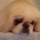 Business 9 image EMPIRE PETS SALON & BOUTIQUE Pet Grooming in Mission KS