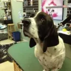 Business 10 image EMPIRE PETS SALON & BOUTIQUE Pet Grooming in Mission KS