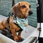 Business 8 image ERYD Scooters in Houston TX