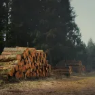 Business 4 image EVER TREE CARE SERVICES Tree Service in Oakland CA