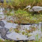 Business 7 image EVERGLADES AIRBOAT EXCURSION MIAMI Boat Tour Agency in Miami FL