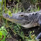 Business 9 image EVERGLADES AIRBOAT EXCURSION Everglades Airboat Tours in Miami FL